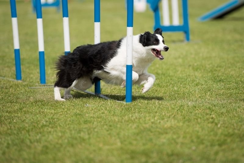 The dog agility courser in Ballam Park is a great place to practise your dog's agility or exercise them